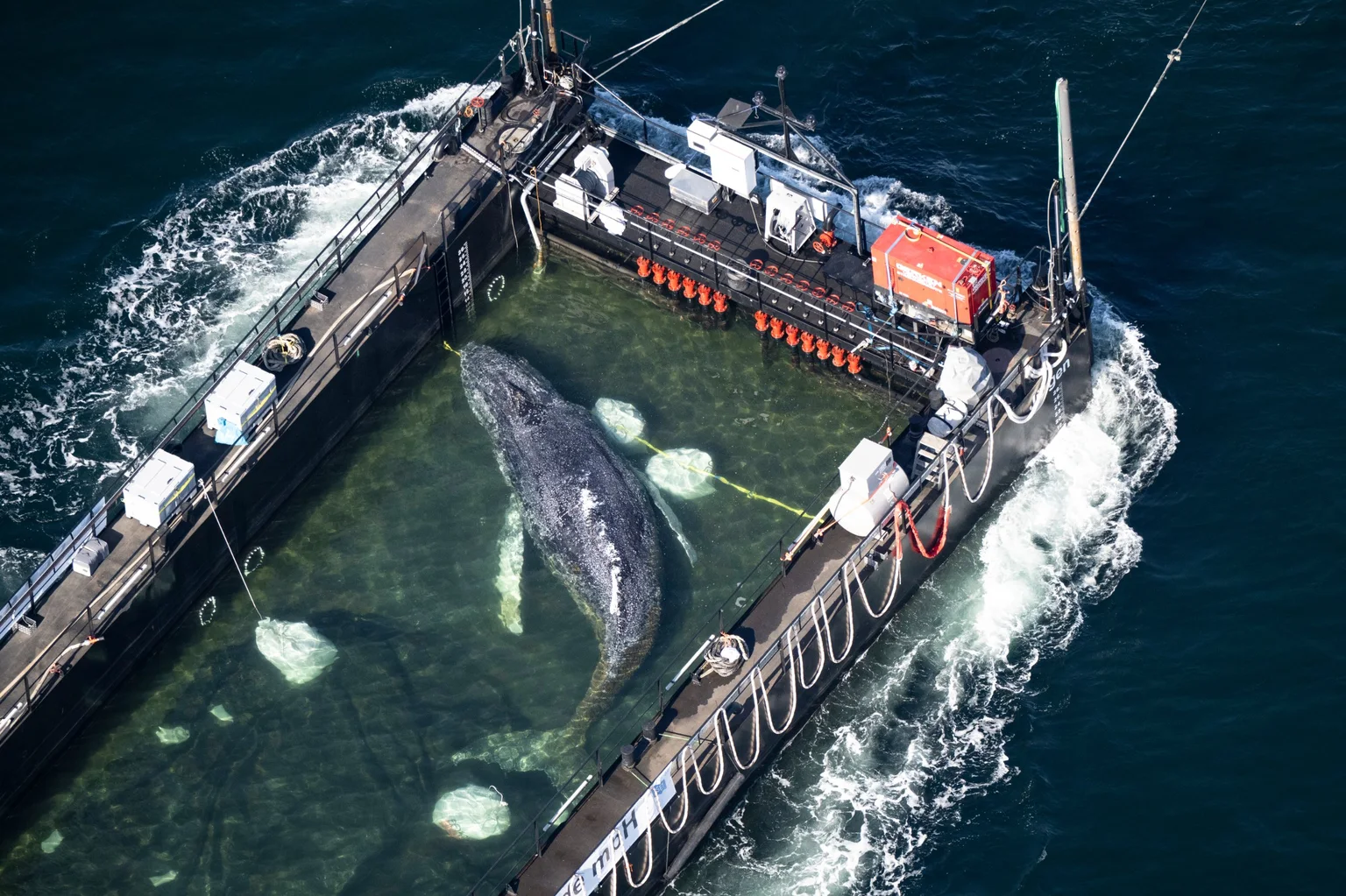 Luftaufnahme: Buckelwal Hope liegt im Wasserbecken einer Barge auf dem Weg in die Nordsee